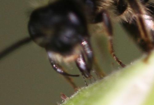 Andrena sp.